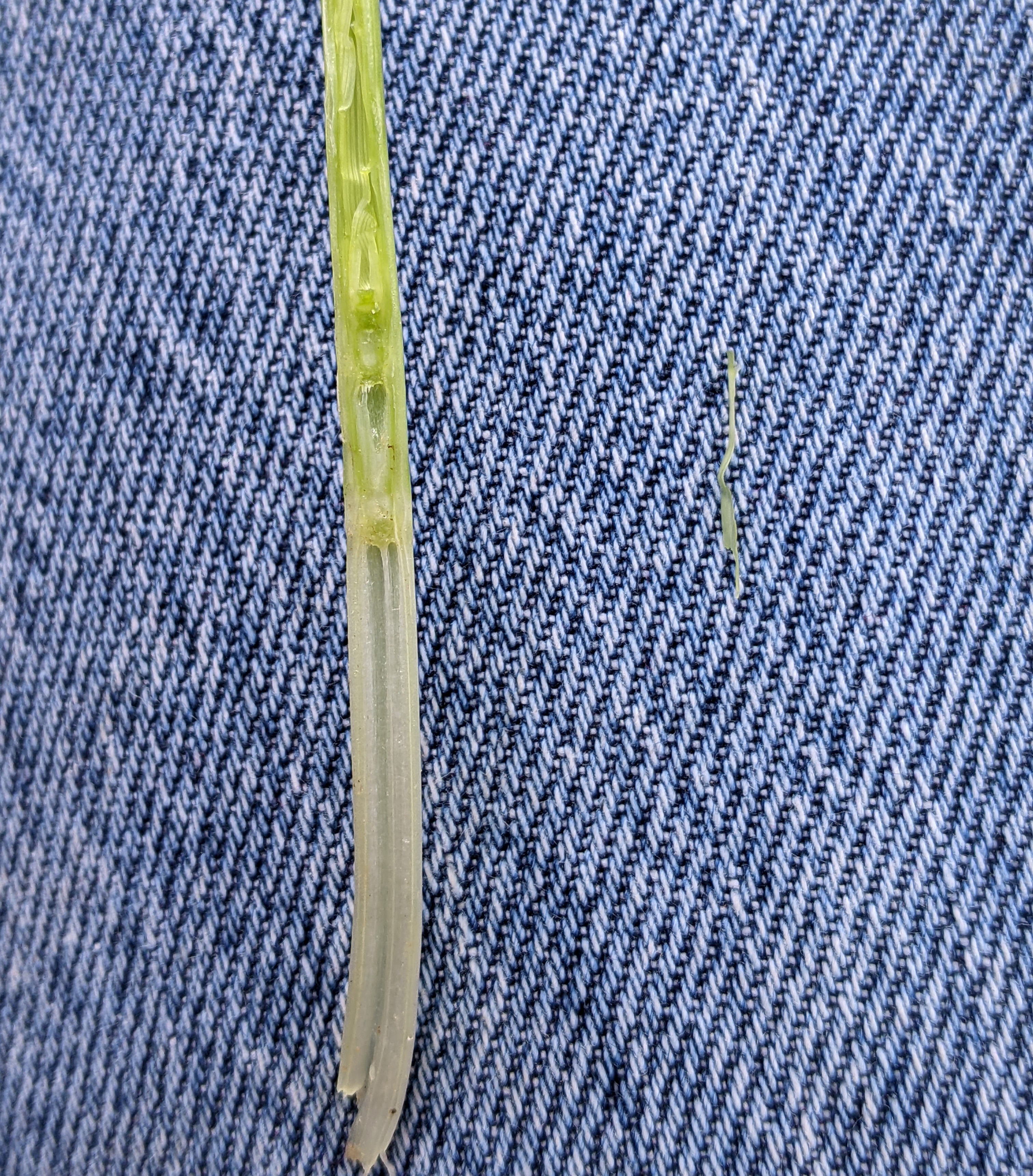 A blade of wheat grass in front of a blue background.